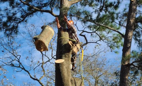 Mike's Tree Services