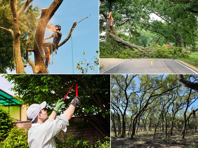 Precision Tree Service