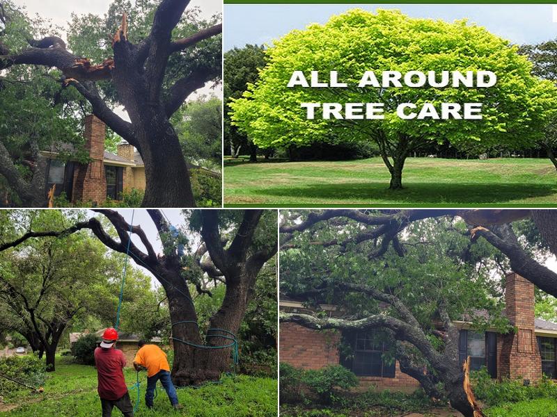 All Around Tree Care