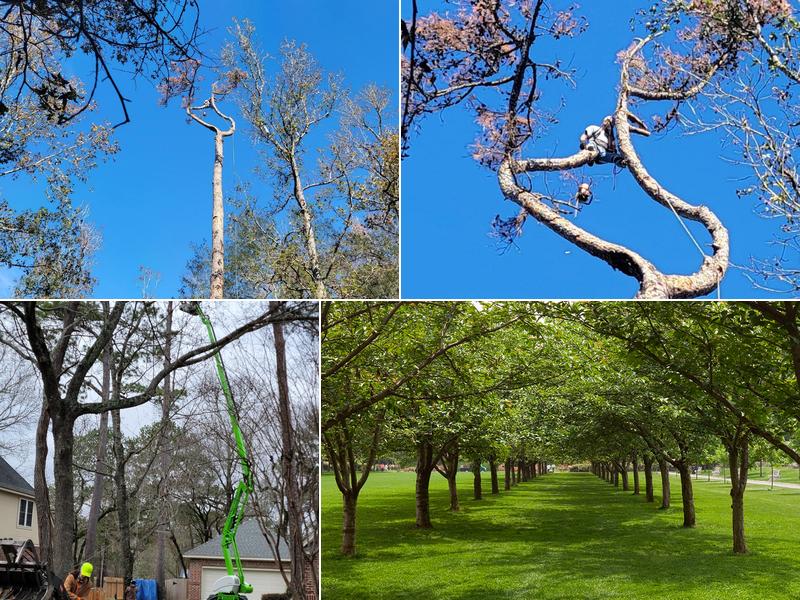 Beaver Tree Service, Inc.