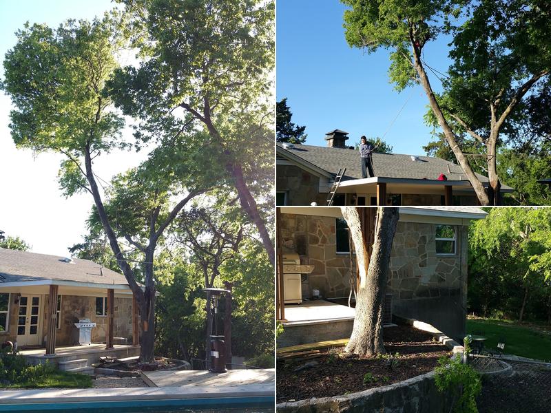 Jungle Experts Tree Service