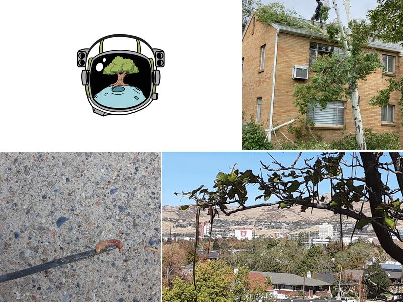 Arbornauts Tree Experts