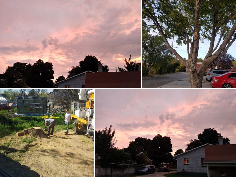 A Plus Affordable Tree Service