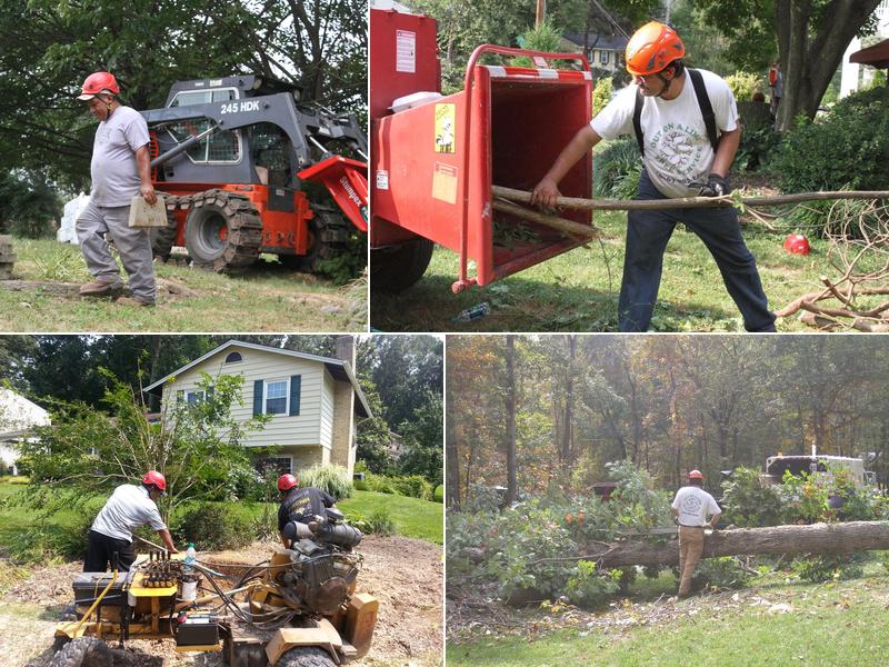 Out on A Limb Tree Service