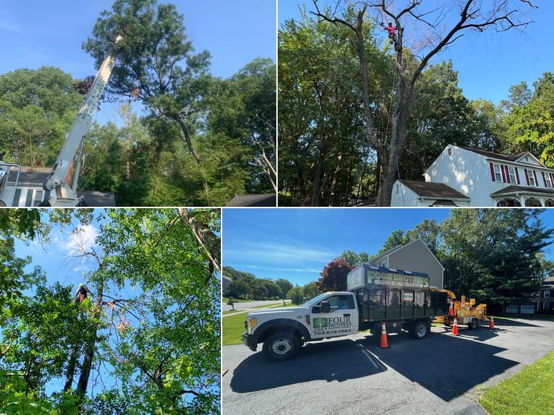 Four Brothers Tree & Landscaping