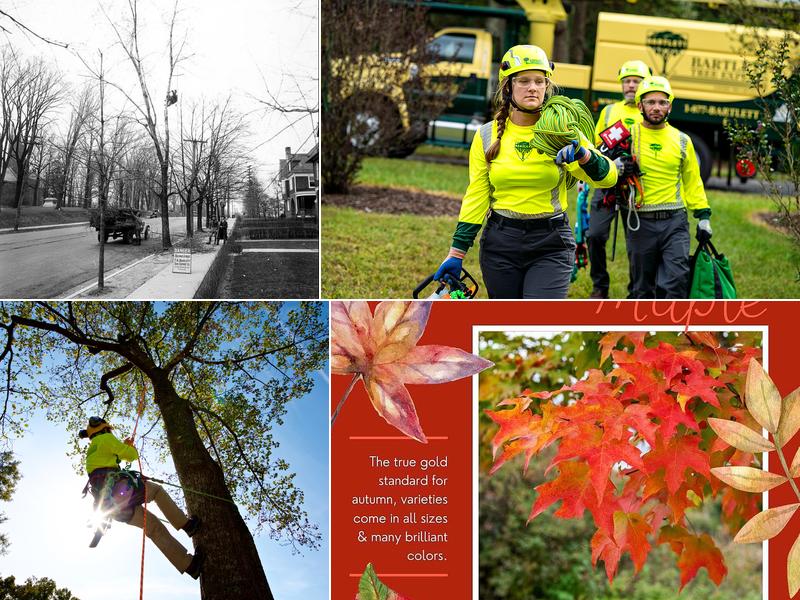 Bartlett Tree Experts