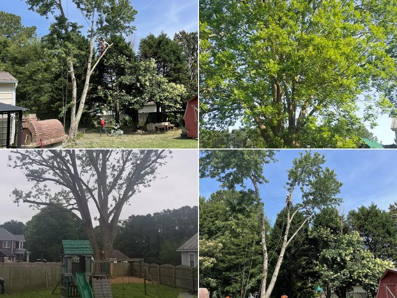 Brooks Tree Services
