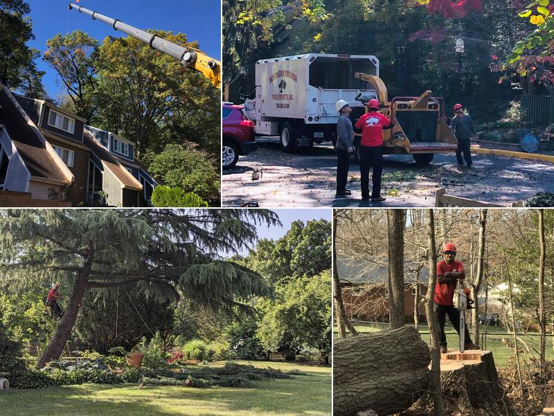 Northern Virginia Tree Experts, Inc