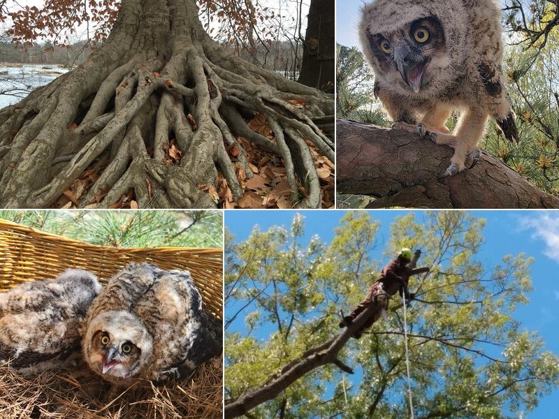 Humanitree Tree Service