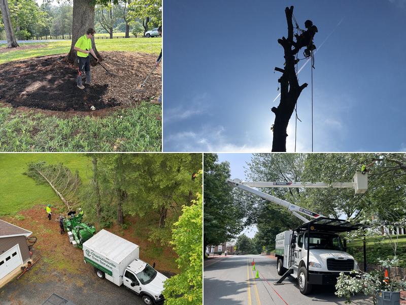 Charlottesville Tree Service, LLC