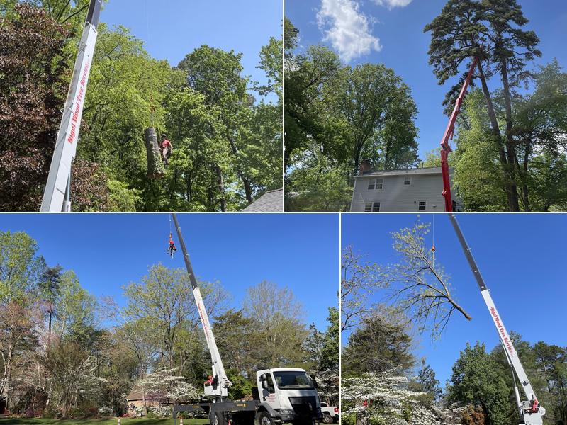 Nigel wood tree service, llc