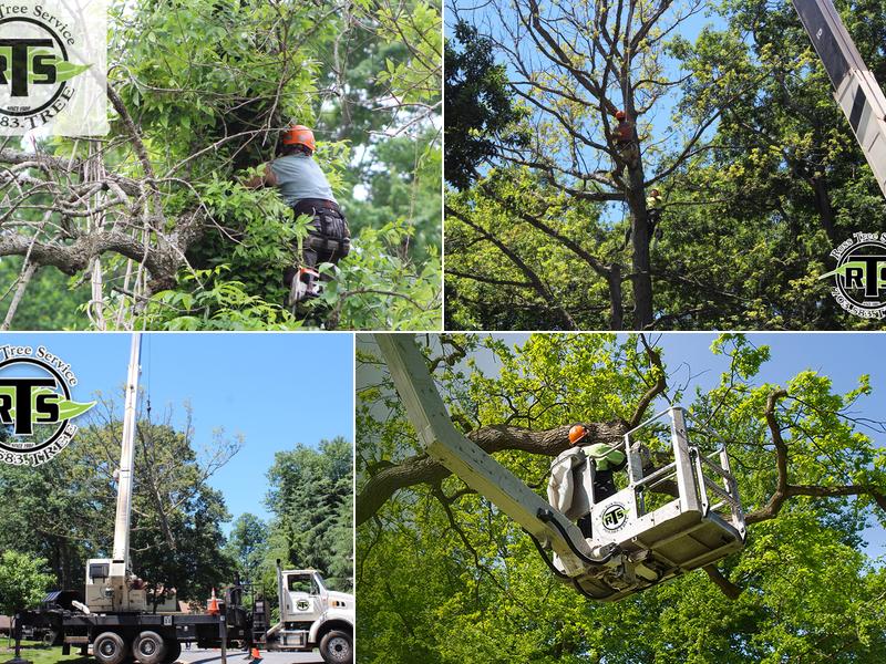 Ross Tree Service Ltd