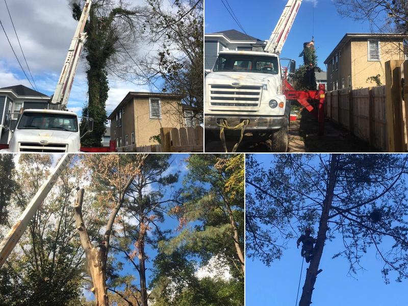 Tree Tech Tree Service LLC