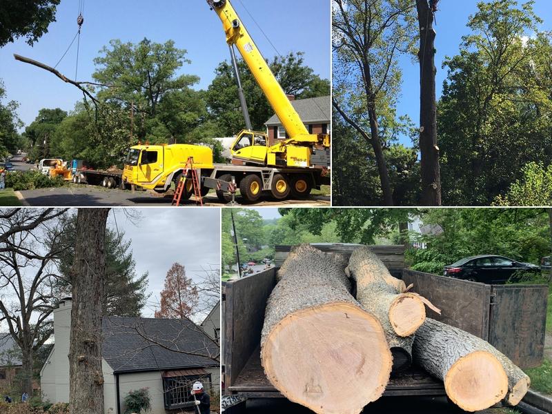 Shelton Tree Service