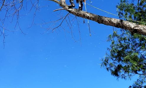 All Seasons Tree Service 5922 Elk Creek Pkwy, Independence Virginia 24348