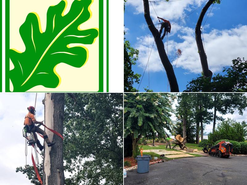 Phillips Family Tree Care