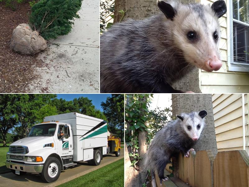 Streamline Tree Care