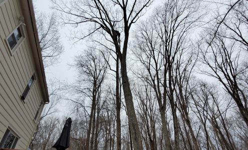 CARE Professional Tree Service, LLC