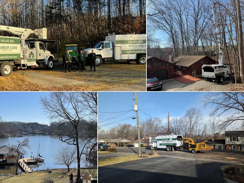 Roots Arbor Care Tree Service