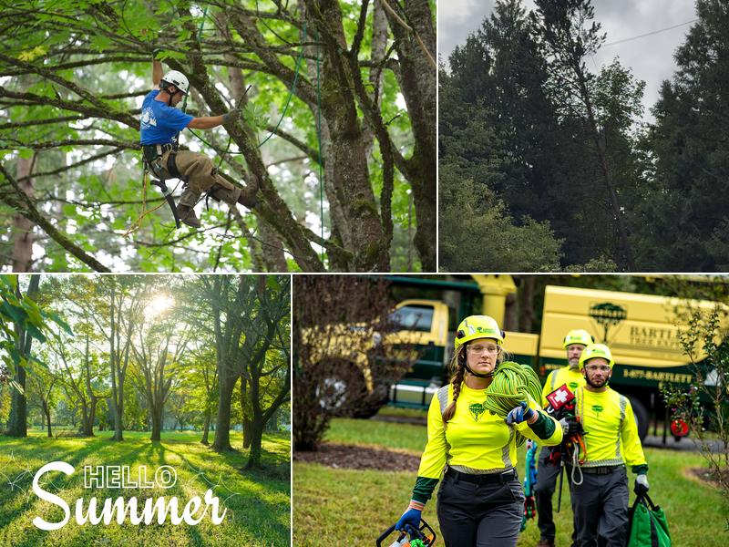 Bartlett Tree Experts