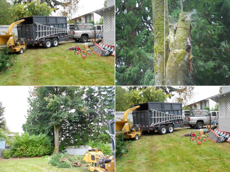 A Scott's Tree Services