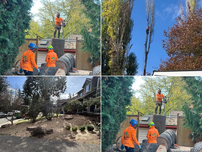 Sky Tree Service LLC