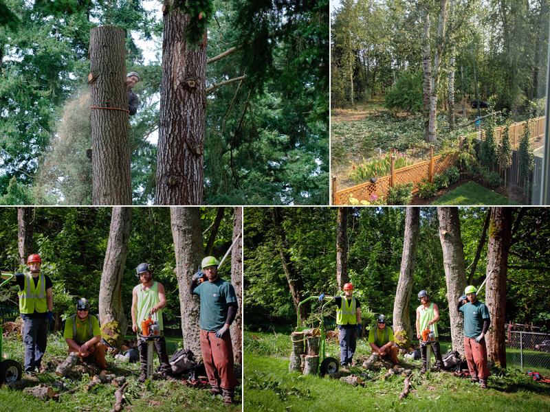 Blue Ribbon Tree & Landscape Specialists, Inc.