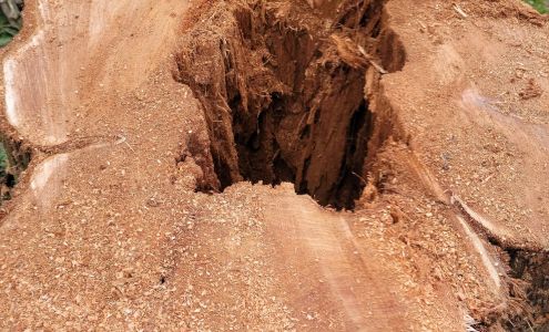 Nash Tree Removal & Stump Grinding, LLC