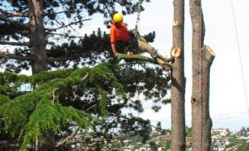 Heritage Tree Care