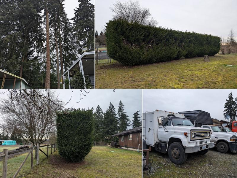 South Hill Tree Services