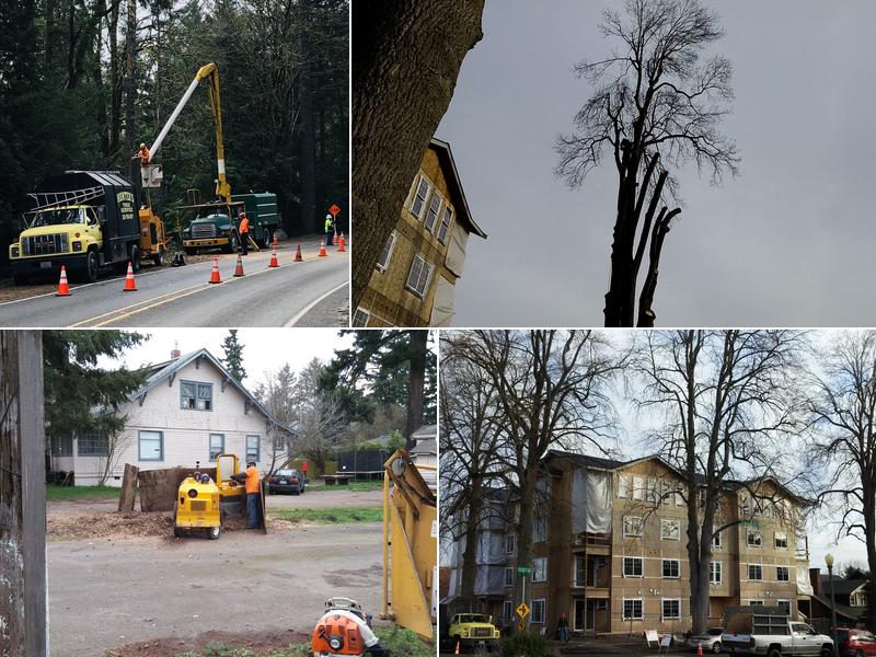 Hunters Tree Service