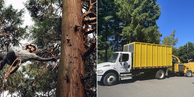 The Climber Tree Service