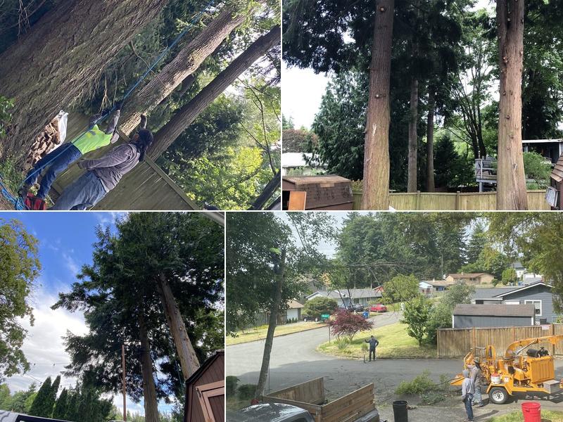 Top Cut Tree Service