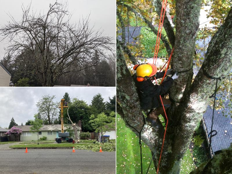 Timm's Tree Care, LLC