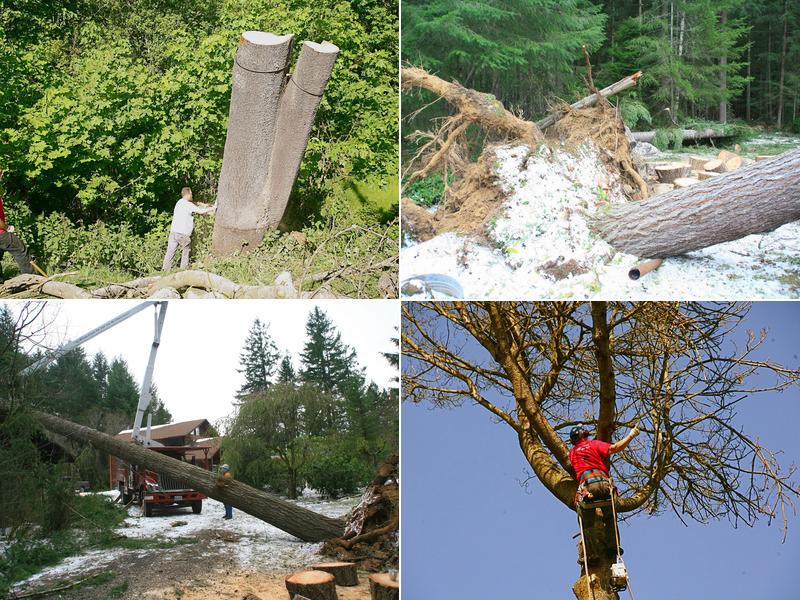 Northwest Tree Services