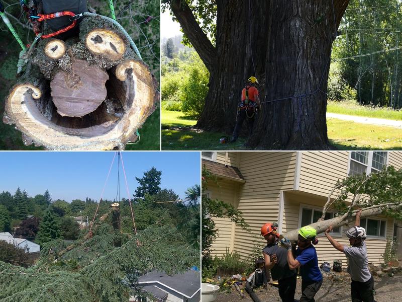 Green Tree Preservation