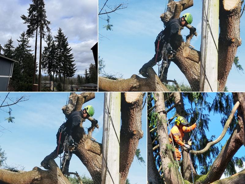AA Tree Service Inc