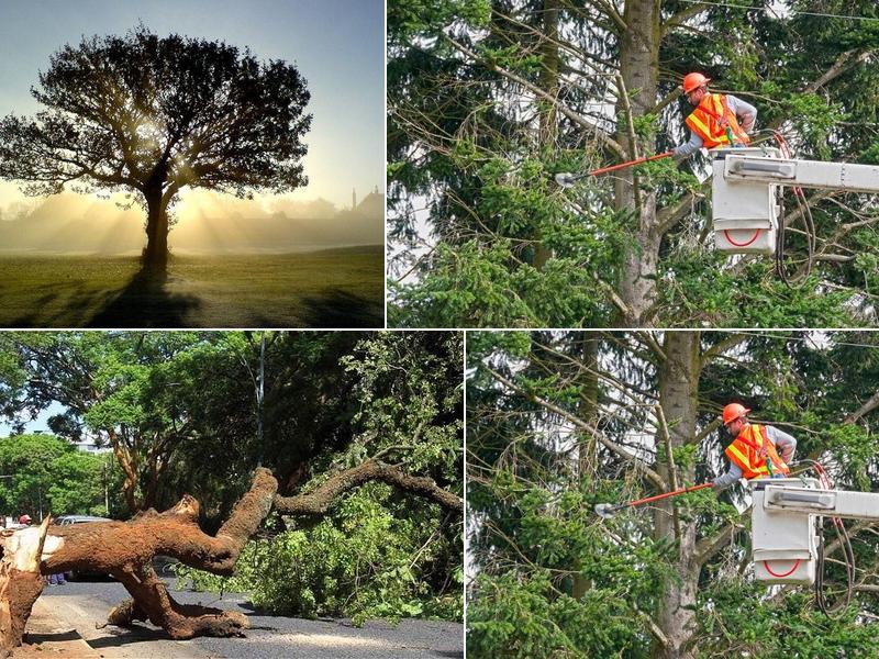 Precision Tree Service - Mount Vernon