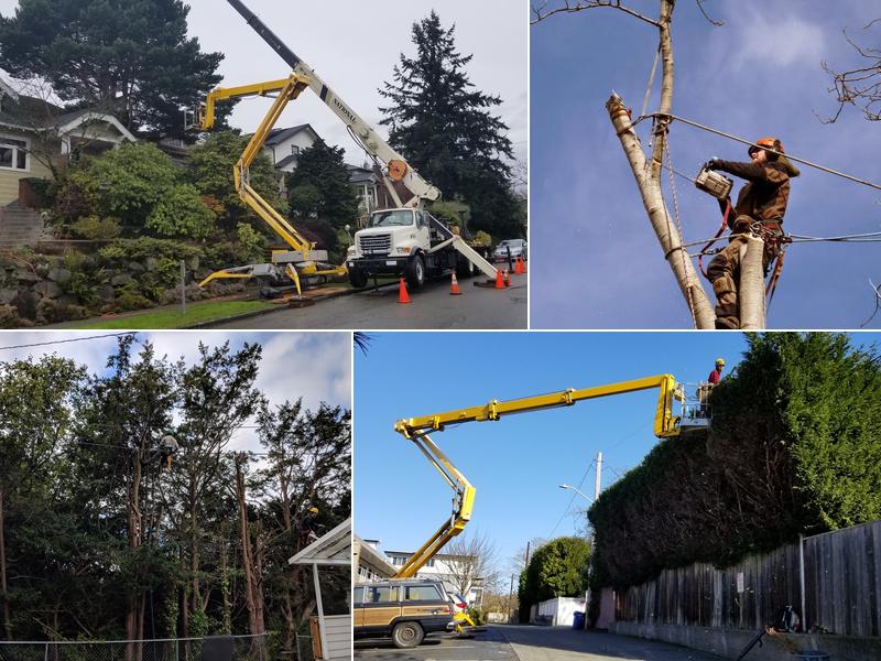 Vitalitree-Arborist Collective