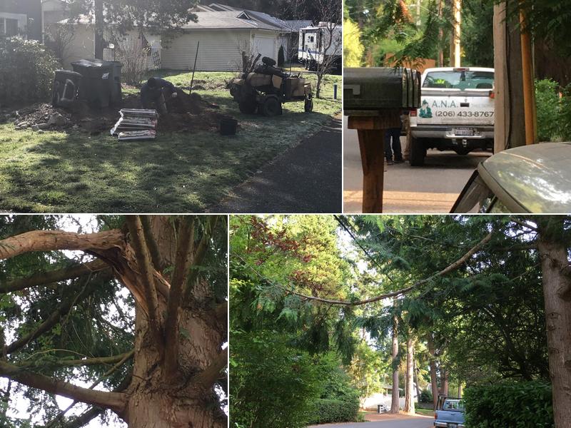 Ana Tree Services LLC