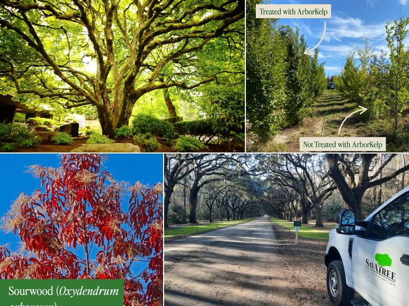 SavATree - Tree Service & Lawn Care