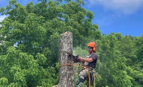 Precision Tree Care