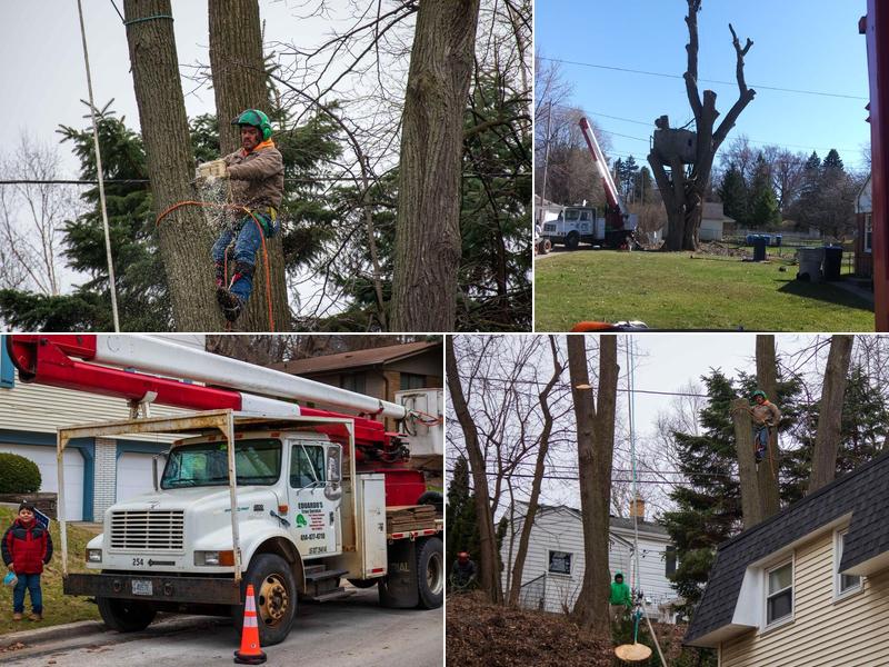 North Shore Tree Services