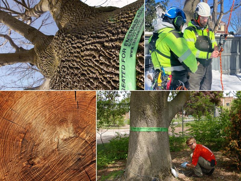 Tree Health Management