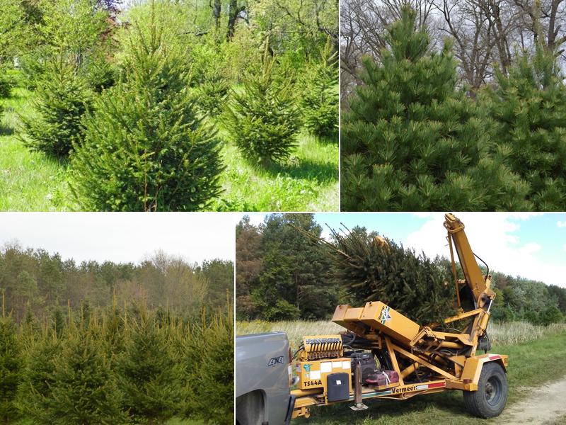Pines On Paddock Tree Nursery & Transplant Service
