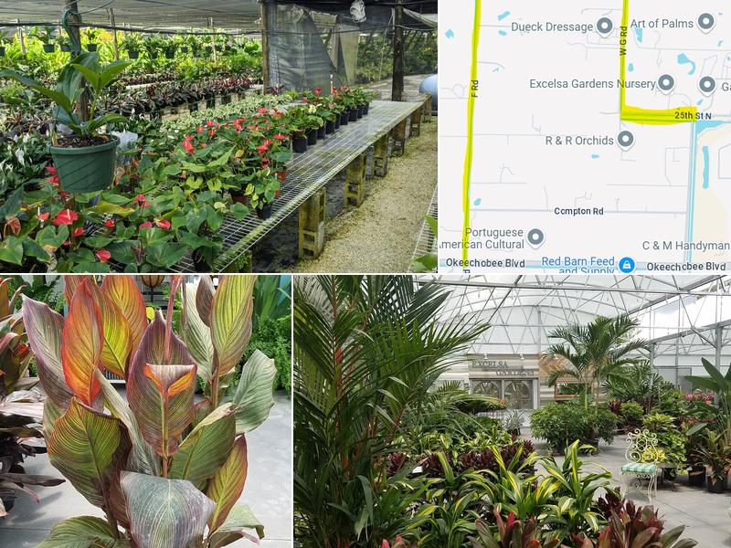 Excelsa Gardens Nursery