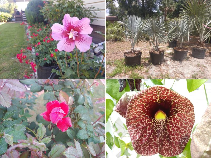 Zephyr Lake Tree Farm