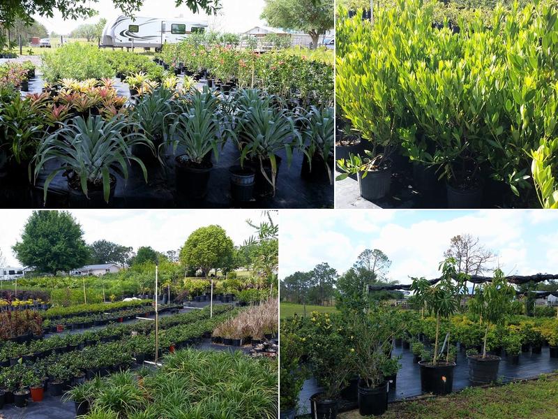 Gonzalez Plants Nursery
