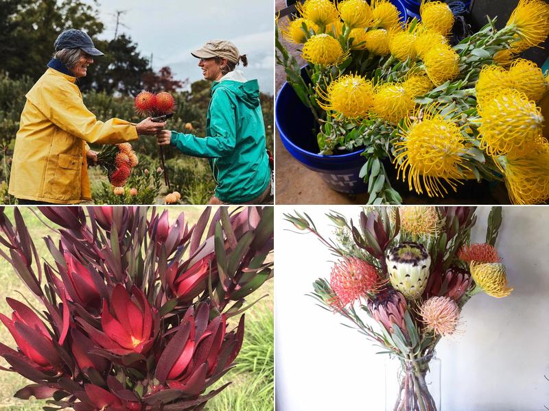 Malolo Farm Protea - By Appointment Only