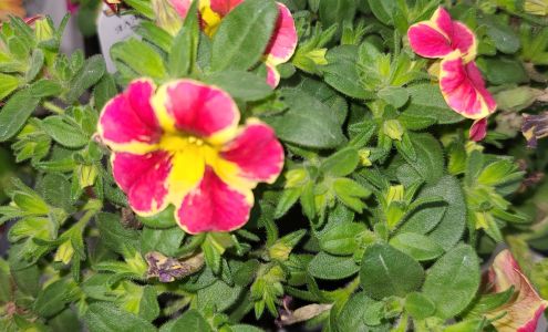 Hoelterhoff Nursery 5591 County Farm Rd, Hanover Park Illinois 60133